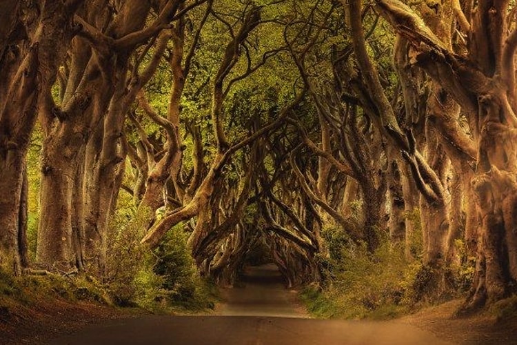 Tempat Wisata Berhantu,Tempat-tempat wisata,berhantu,misterius,kastil Bran,Pulau Poveglia,Puri Balerang,Hutan Aokigahara,Puri Winchester,Puri Tower London,Pulau Alcatraz,Hutan Hoia Baciu,Kepulauan Andaman,Puri Edinburgh Hutan Hoia Baciu, Rumania