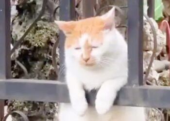 Anak Kos di Solo,Diusir Warga,Pelecehan,Verbal,Jalan Bulukan Timur Raya,Blulukan,Kecamatan Colomadu,Kabupaten Karanganyar,Solo Viral di media sosial menunjukkan pria gondrong banting kucing, komunitas hewan geram, pelaku emosi karena lauknya dicuri.