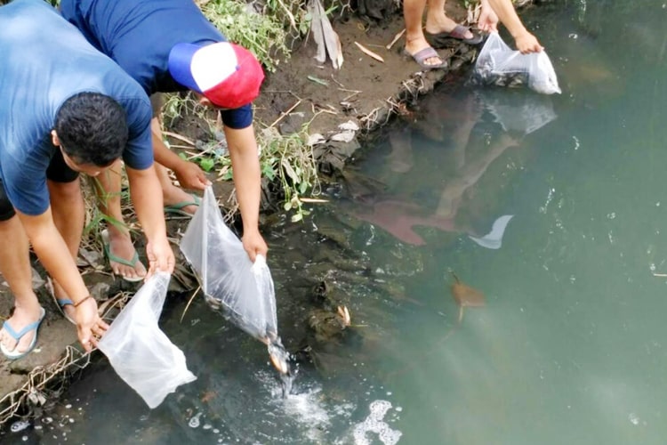 Dampak Lingkungan dari Pelepasan Ikan Hias Non-Endemik